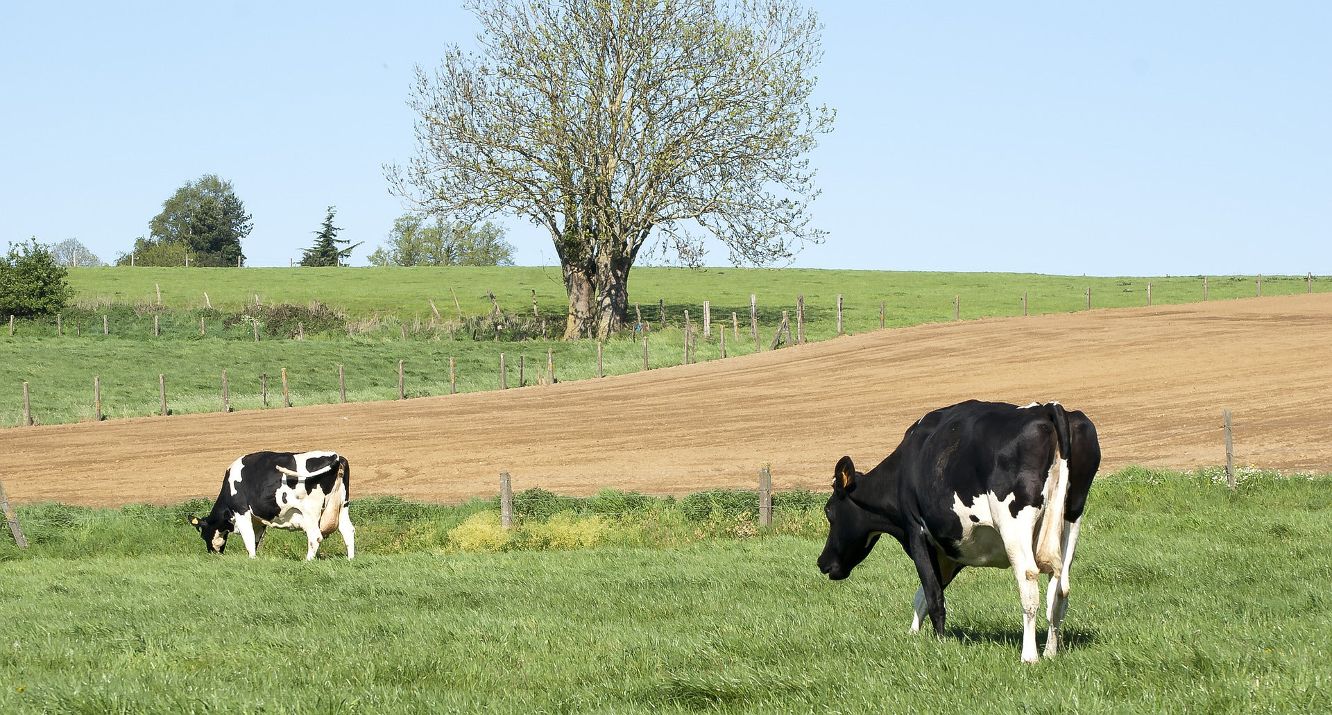 The Difference Between Grass-Fed And Grain-Fed Beef